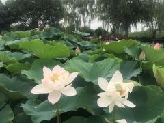 -白洋淀景区