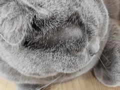 -喵园·猫主题咖啡厅·撸猫·猫咖(国贸店)