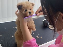 -爱宠屋pet shop·宠物洗澡·宠物美容