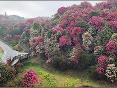 -贵州百里杜鹃风景名胜区