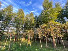 -梁鸿国家湿地公园