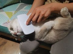 -东方名猫馆·英短金渐层布偶猫舍(环线广场1号楼店)