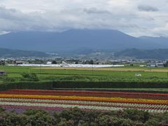 -富田农场