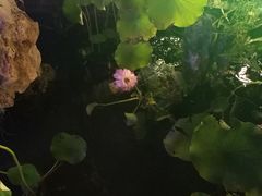 -茅草房·河畔园林火锅