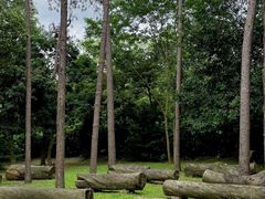 -南宁良凤江国家森林公园