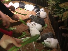 -藦茜花园宠物主题亲子互动体验馆(国顺东路店)