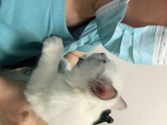 -安安宠医·安宠宠物医院