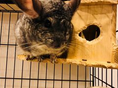 -平行世界·猫咖(首经贸店)