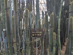 -深圳仙湖植物园