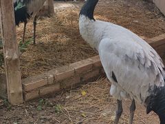 -青藏高原野生动物园