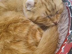 -平行世界·猫咖(首经贸店)