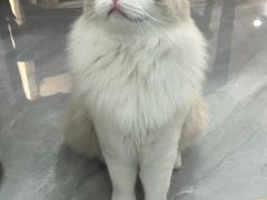 -瑞鹏宠物医院·眼科·皮肤·中兽医(大悦城分院)