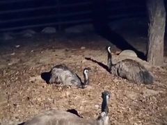-清迈夜间动物园