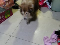 -萌兽医馆·绝育·24小时内科·宠物医院(德胜店)