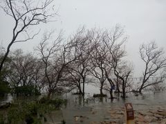 -宝安西湾红树林湿地公园