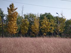 -羊亭河湿地公园