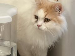 -平行世界·猫咖(首经贸店)