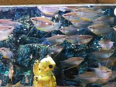 -龟与熊猫宠物公园(南坪店)