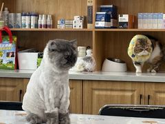 -佑安动物医院·全科·内窥镜中心(幸福巷店)