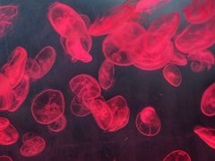 -多彩贵州城极地海洋世界