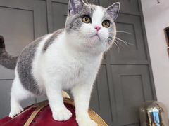 -猫大福·Fortune Cat猫舍(百子湾店)