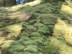 -西芳寺(苔寺)