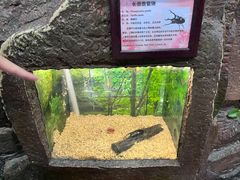 -上海大自然野生昆虫馆(东方明珠·爬宠昆虫探索中心)