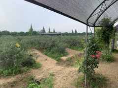 -金谷域澳洲庄园