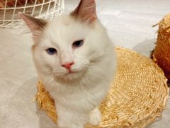 -猫儿山۰猫主题餐厅