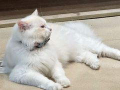 -藏猫猫咖啡主题馆(中央大道店)