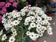 -循礼门鲜花花市(武汉循礼门店)