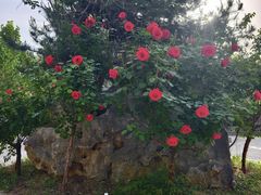 -渭南桃花源民俗文化园