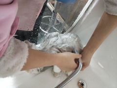 -十年猫舍·猫咪专门店(普陀店)