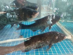 -老傅家湘潭水煮活鱼店(众一国际店)