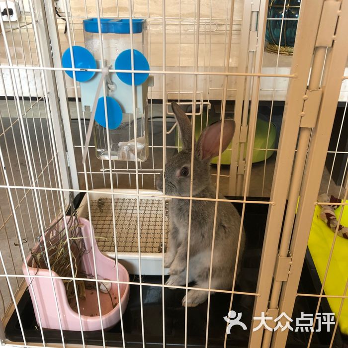 兔子百货图片-北京宠物店-大众点评网