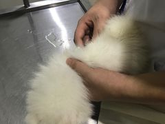 -暖阳宠物医院·犬猫康复中心·骨科