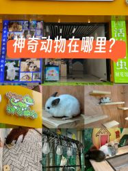 -神奇动物撸宠馆·羊驼·小浣熊·异宠(豫园店)