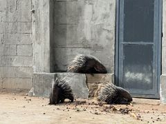 -昆明动物园