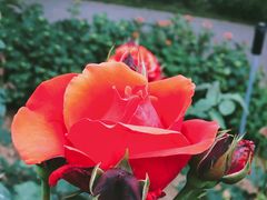 -鹅湖玫瑰文化园