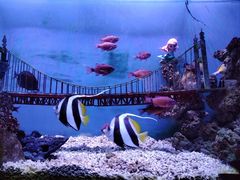 -太平洋海底世界