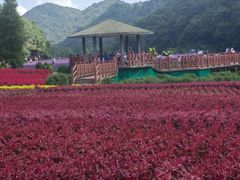 -广州市石门国家森林公园