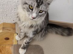 -猫在这儿猫咪咖啡馆·撸猫馆