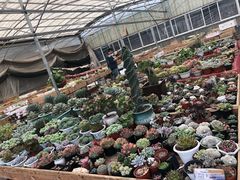 -龙大花卉苗木市场