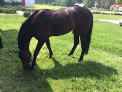 -月河湾马术俱乐部(朝阳店)