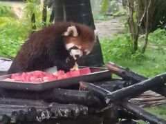 -灵玲国际马戏城
