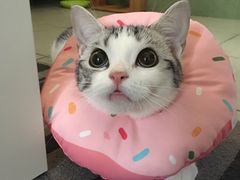 -瑞派动物医院·绝育·犬猫全科·预防医学(光景江南中店)