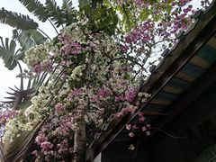 -深圳国际园林花卉博览园