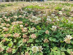 -白鹭湾湿地公园