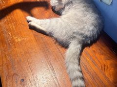 -Meowの猫咖(万家丽店)