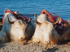 -青海湖国家重点风景名胜区